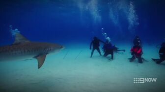 Shark! S01E05-HDTV-X264-NGP