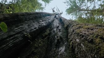 The Last Woodsmen S03E01-HDTV-X264-NGP